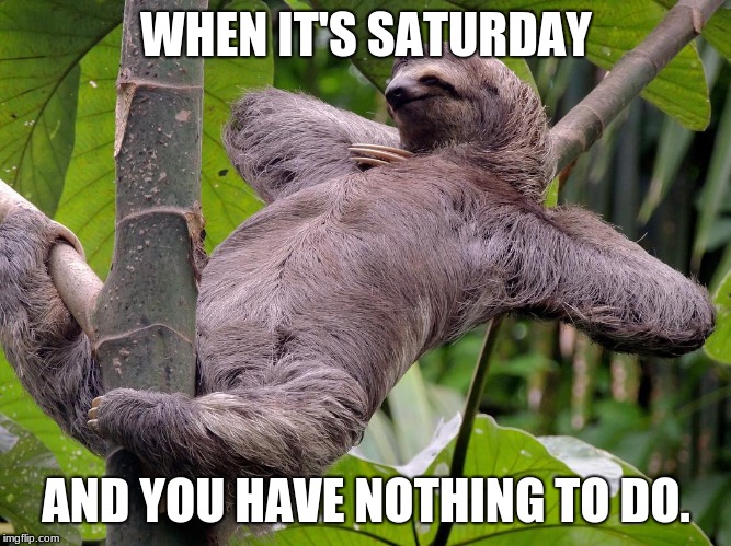funny sloth meme1