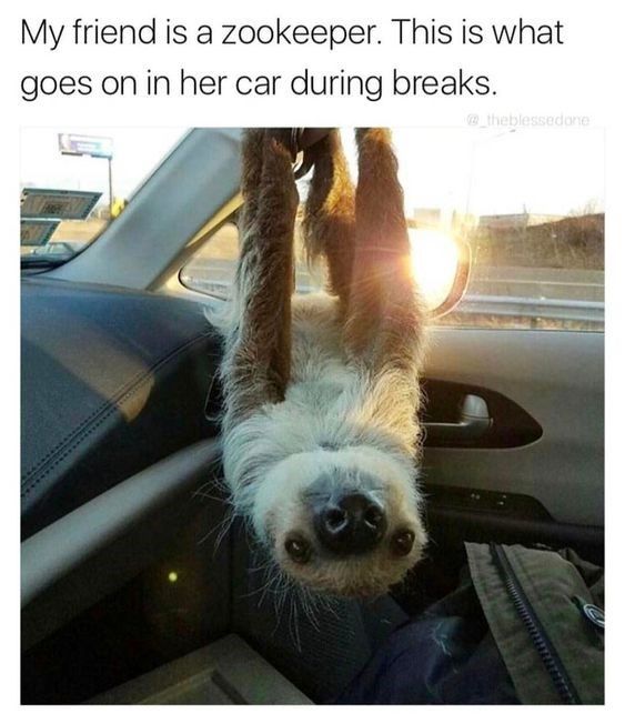 funny sloth memes10