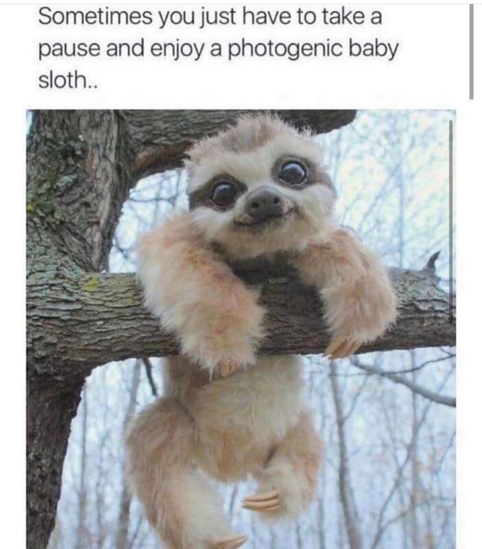 funny sloth memes11