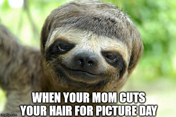 funny sloth memes2