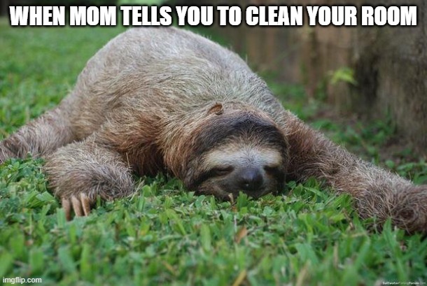 funny sloth memes3