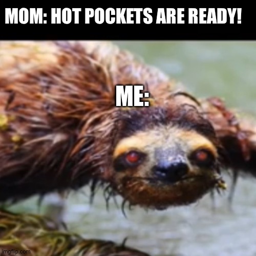 funny sloth memes