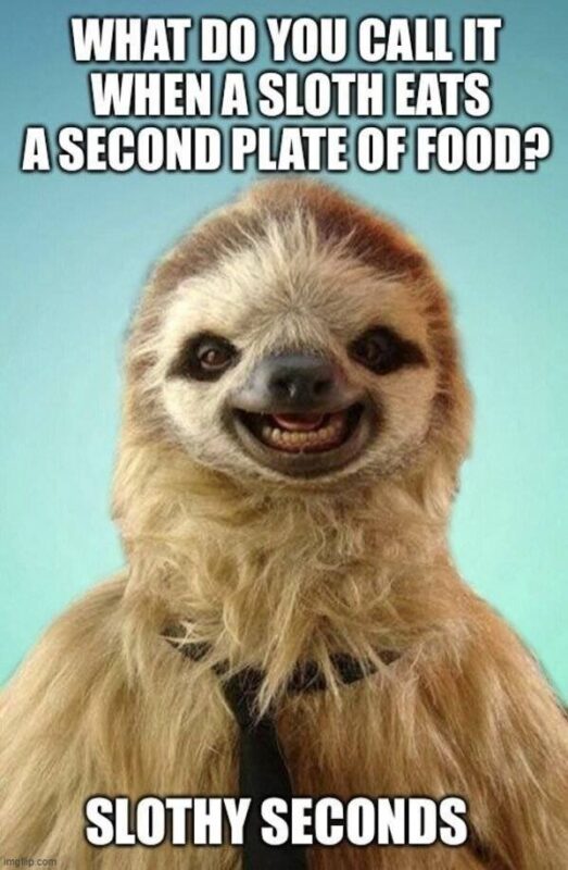 funny sloth memes5