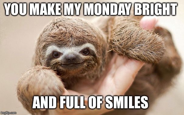 funny sloth memes7