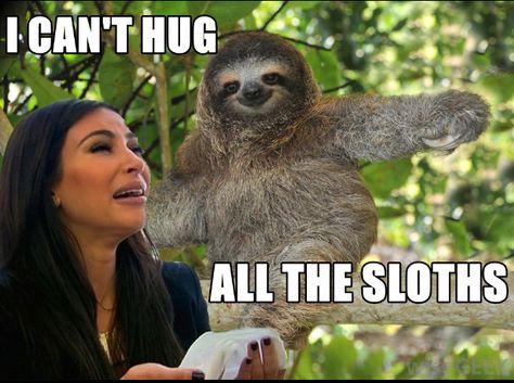 funny sloth memes8