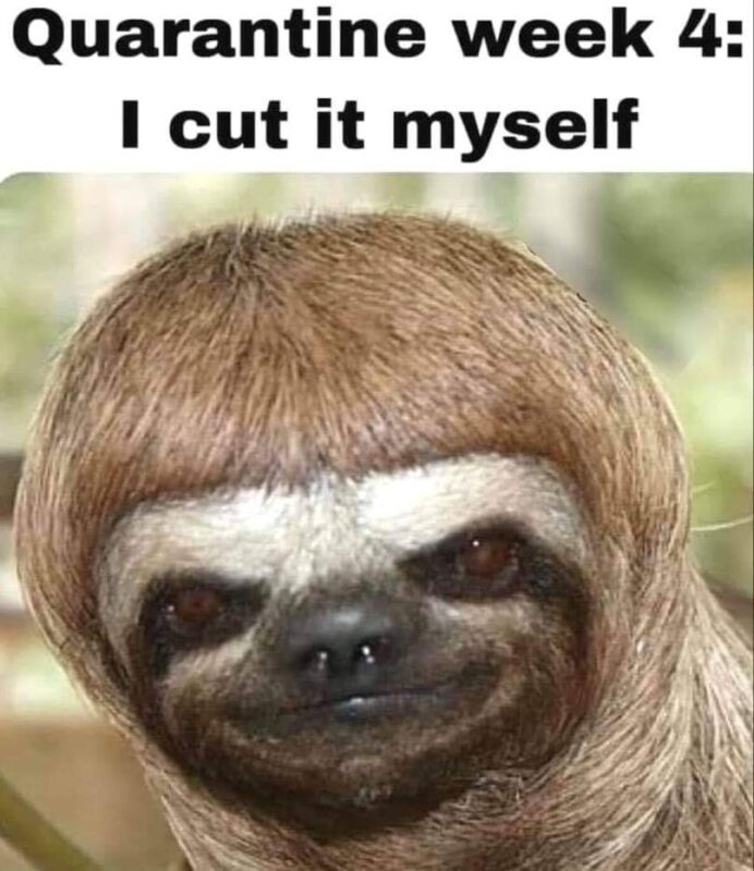funny sloth memes9