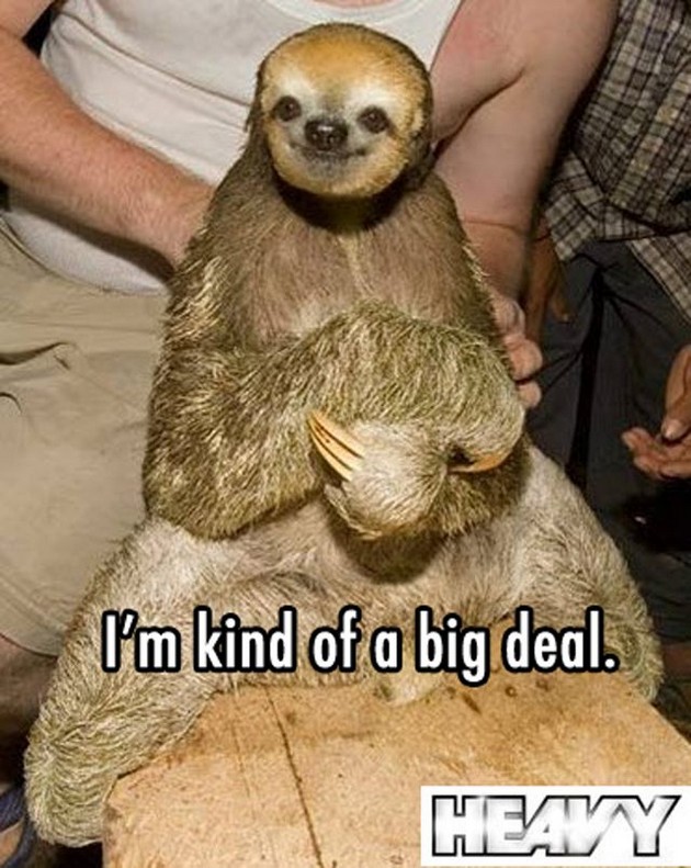 funny slow sloth meme 2