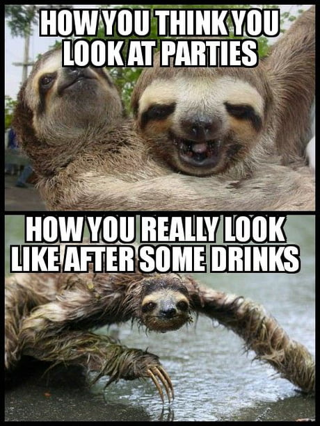 funny slow sloth meme 4