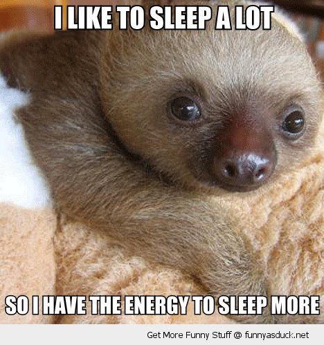 funny slow sloth meme 5