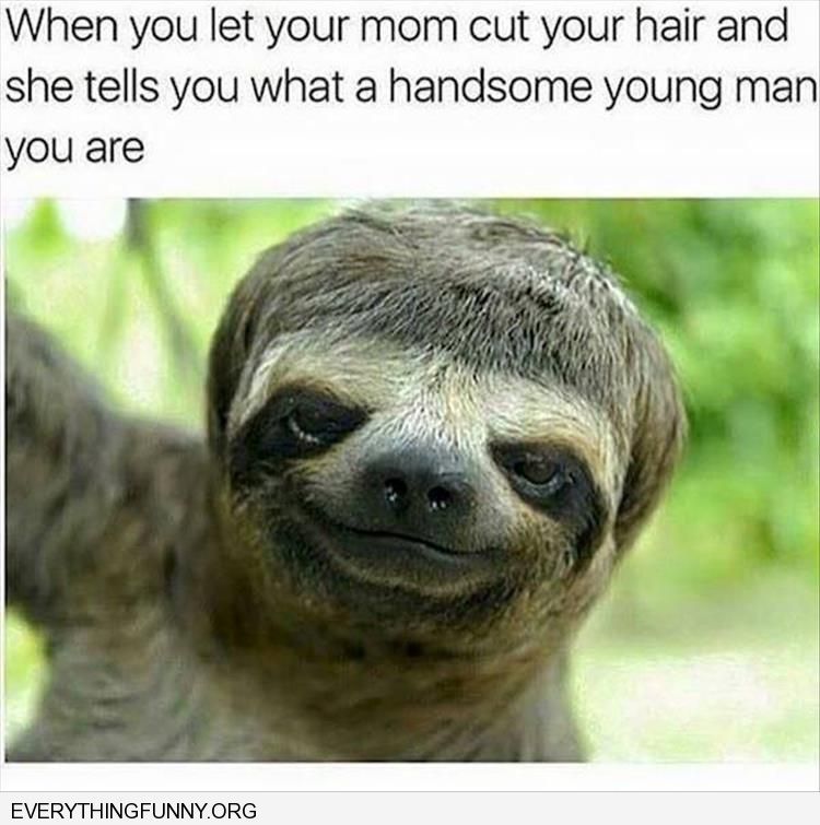 funny slow sloth meme 7