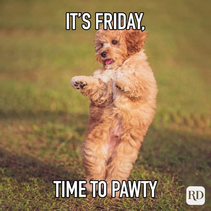 Its Friday Time To Pawty
