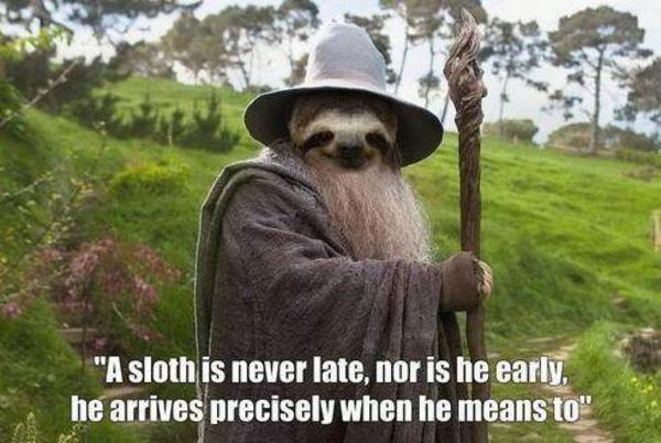 sloth memes az memes7