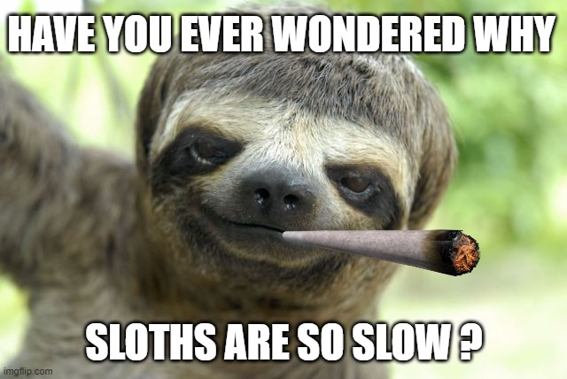 sloth memes az memes8