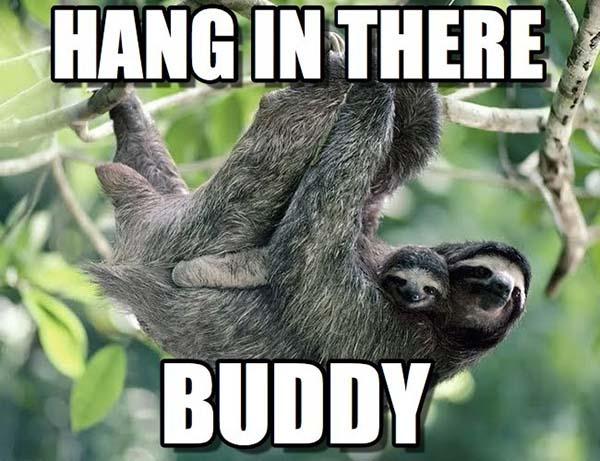 sloth-memes-clean-han-in-there-buddy