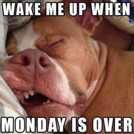 Wake Me Up When Monday Is Over Quote 1