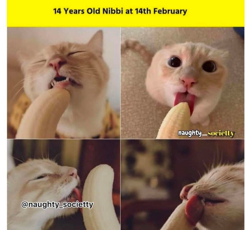 14 Years Old Nibbi Nibba Memes 11