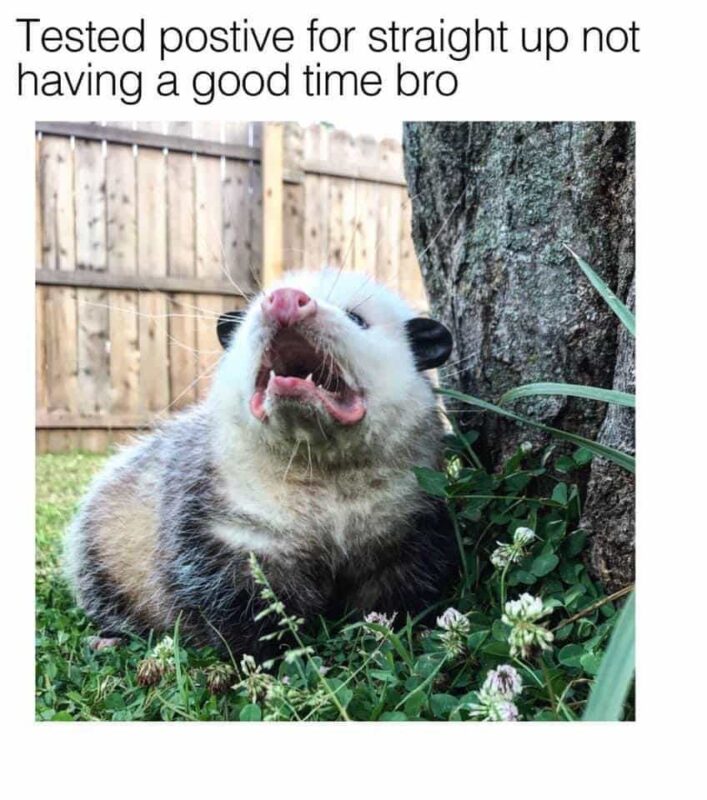 Funny Possum Memes 15