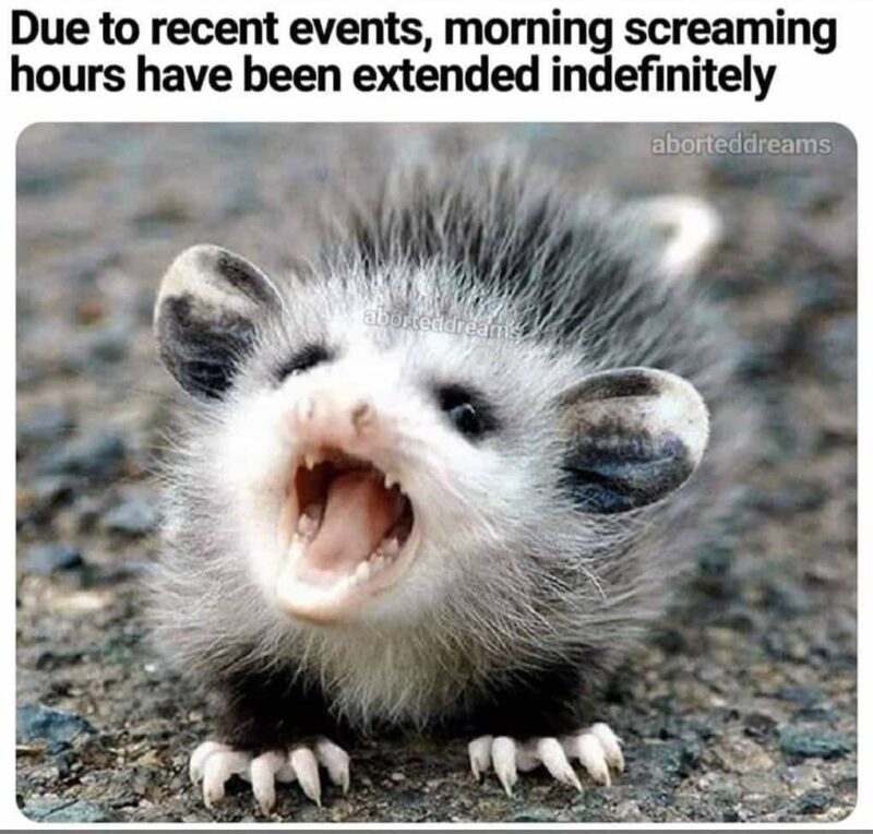 Funny Possum Memes 9