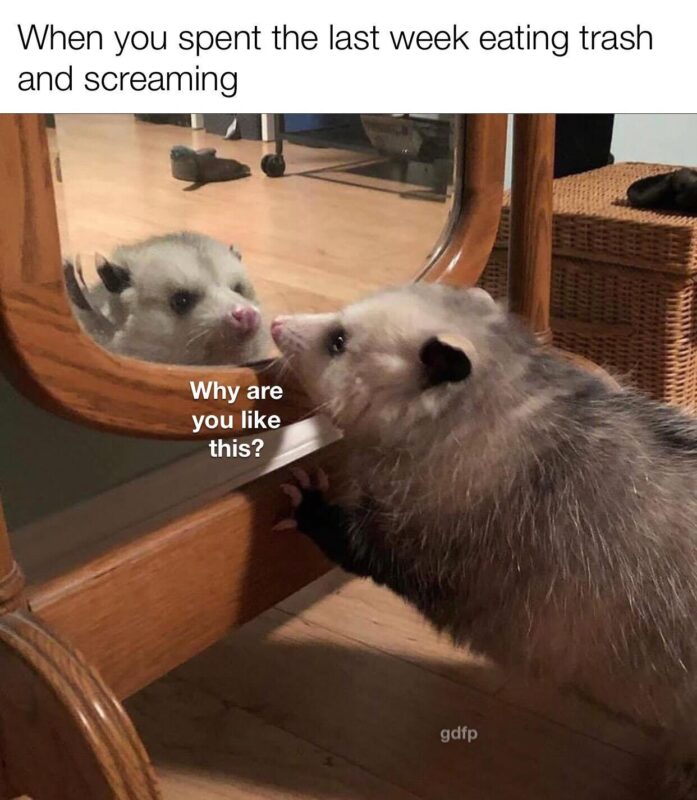 Possum Memes1