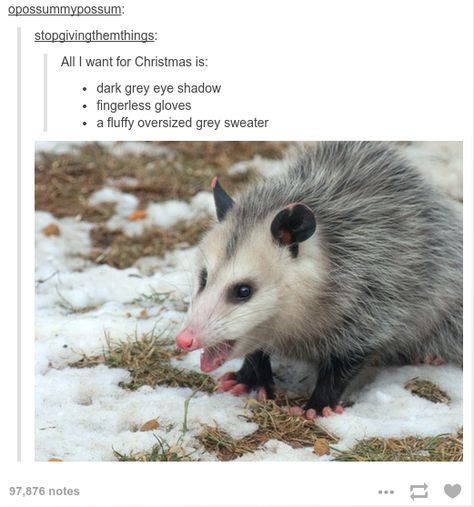 Possum Memes2
