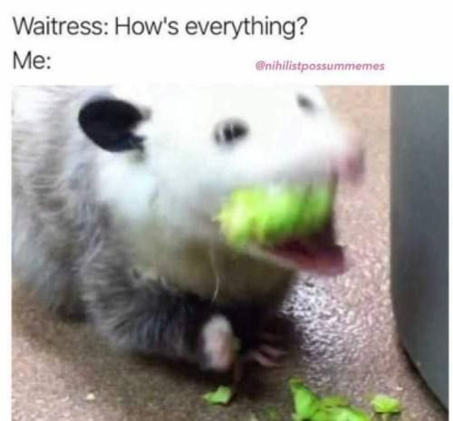 Possum Memes3