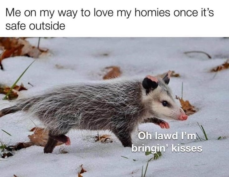 Possum Memes4