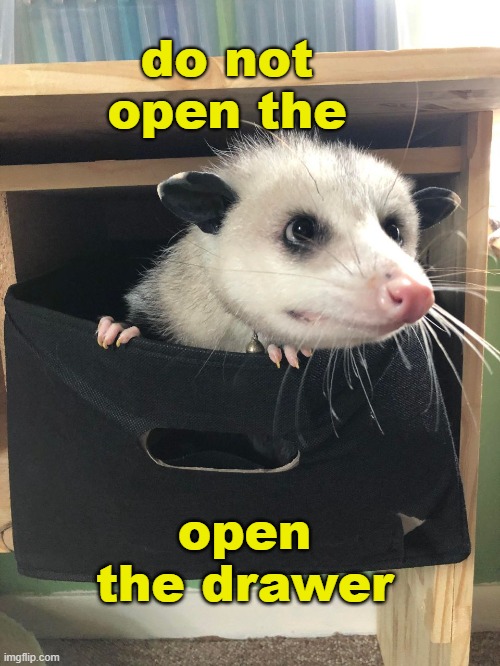 Possum Memes5