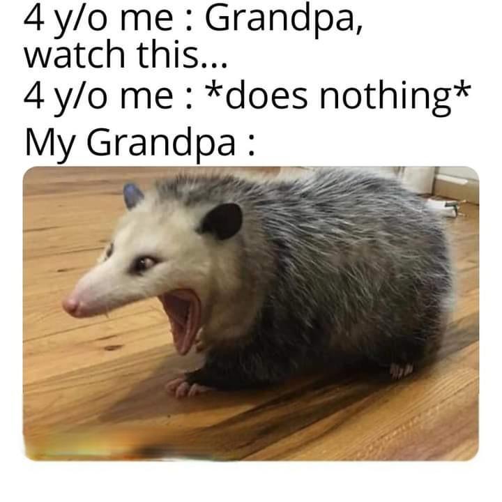 Possum Memes8