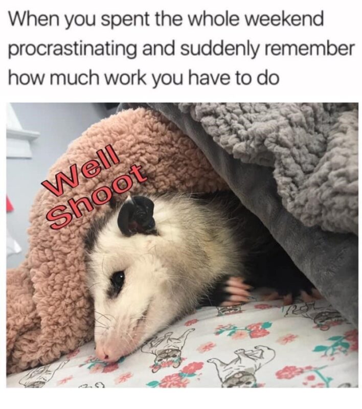 Animal Spent Whole Weekend Procrastinating And Suddenly Remember Much Work Have Do Well Shoot