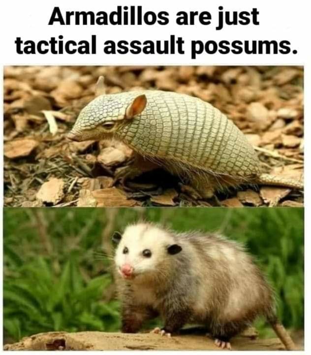 Armadillos Are Just Tactical Assault Possums Memes E65267cbd3e6321c 44c46b7fe4c99688