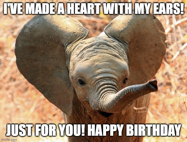 Baby Elephant Happy Birthday Meme
