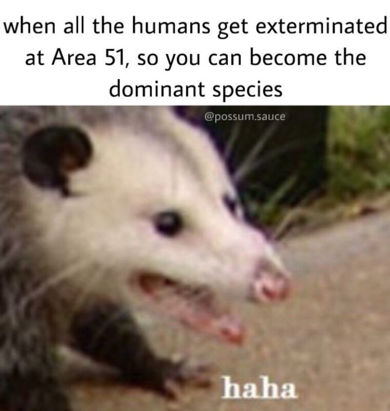 Funny Possum Memes2