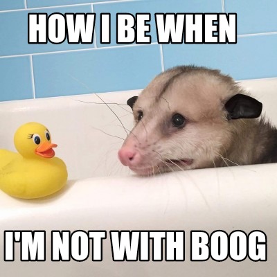 Funny Possum Memes3