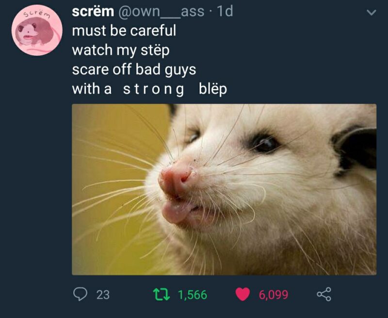 Funny Possum Memes5