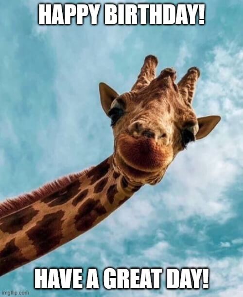 Giraffe Happy Birthday Meme