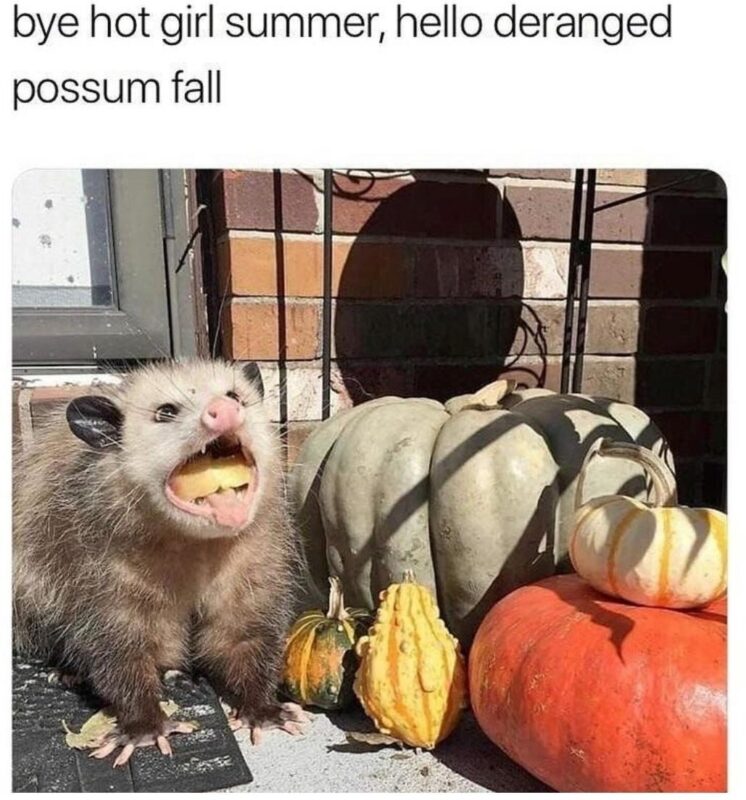 Relatable Possum Memes 1