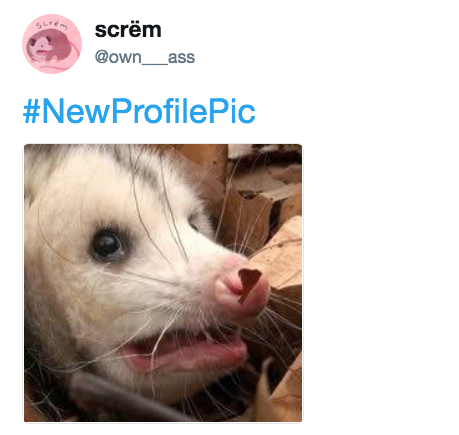 Relatable Possum Memes 10