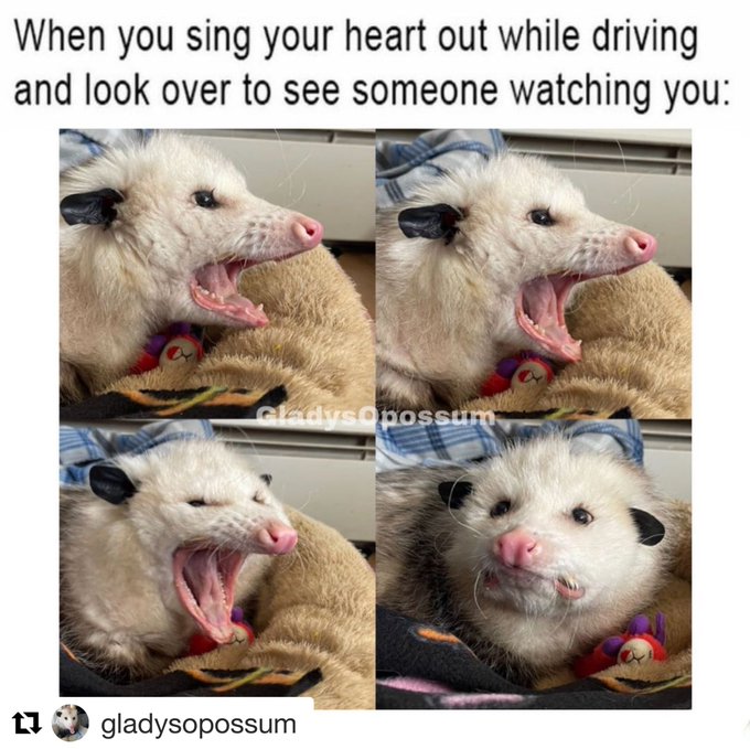 Relatable Possum Memes 12
