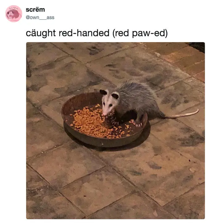 Relatable Possum Memes 14