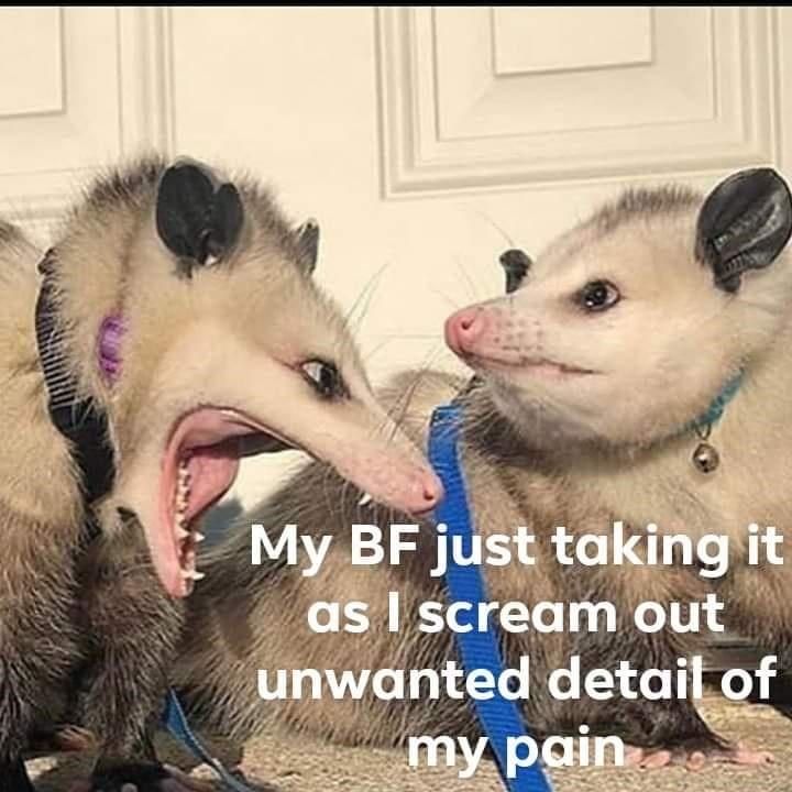 Relatable Possum Memes 4