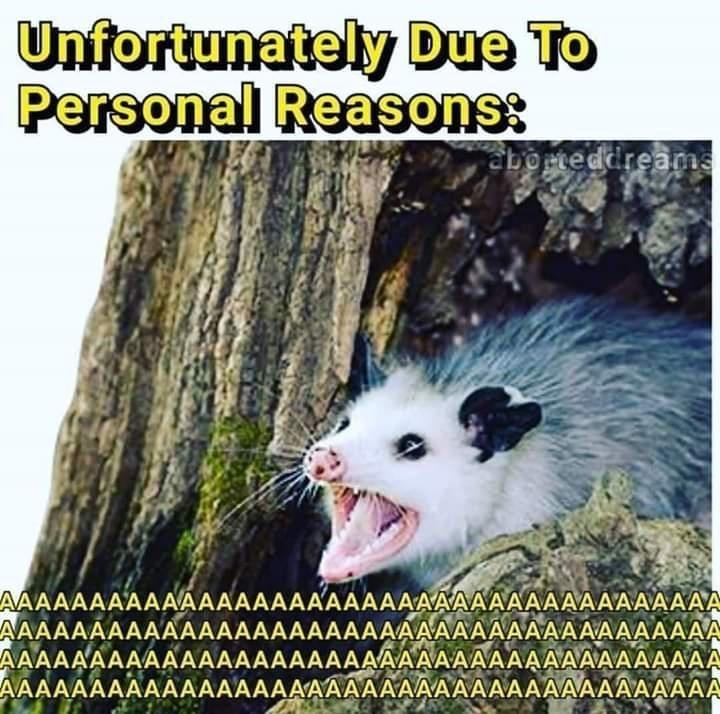 Relatable Possum Memes 5