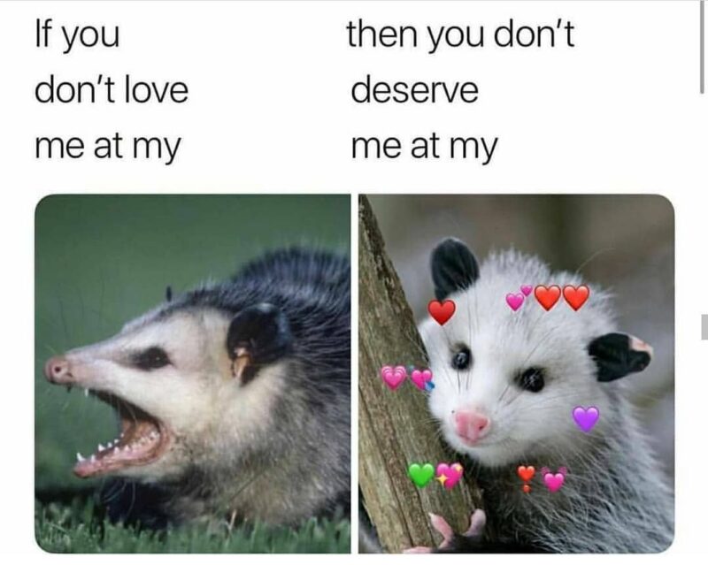 Relatable Possum Memes 6