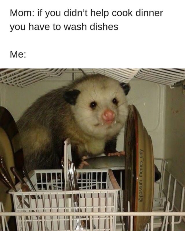 Relatable Possum Memes 8