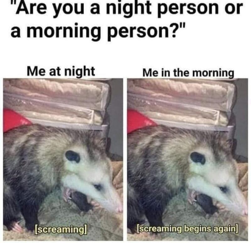 Relatable Possum Memes 9