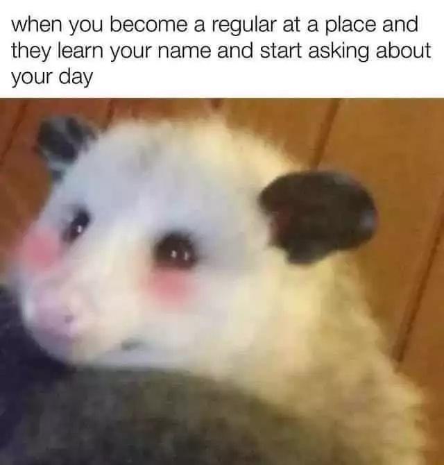 Weird Possum Memes8