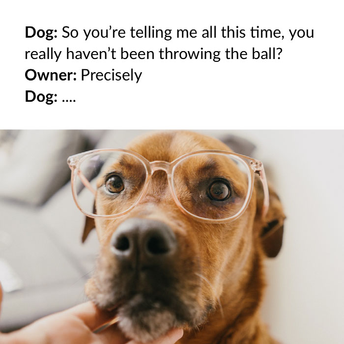 Funny Dog Memes (1)