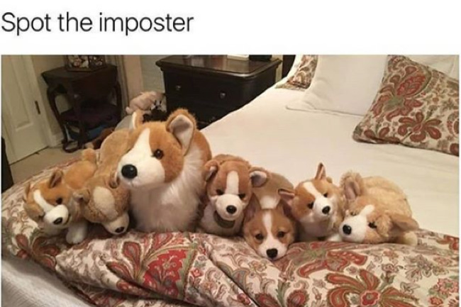 Funny Dog Memes (5)