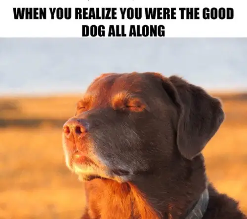 Funny Dog Meme (1)