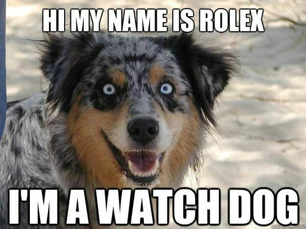 Smiling Dog Meme Hi My Name Is Rolex Im A Watch Dog