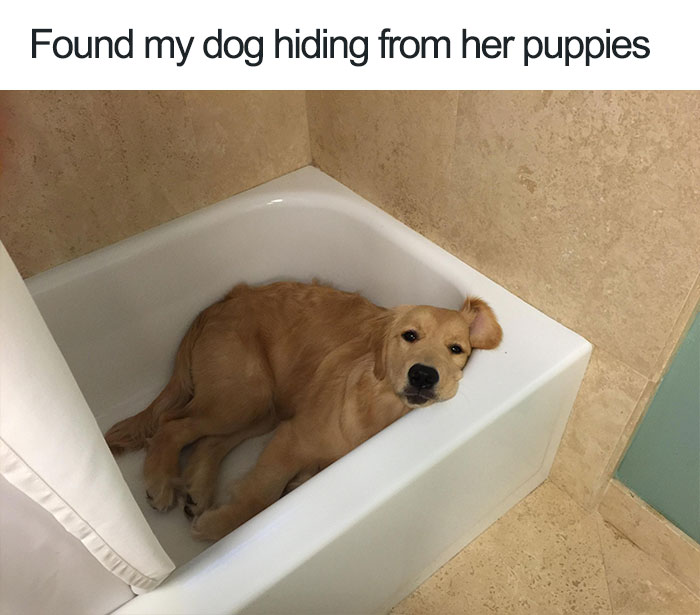 Cute Wholesome Dog Puppy Memes 268 59097e2b67e44 700